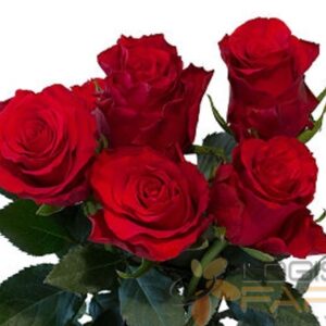 Royal Explorer Rose