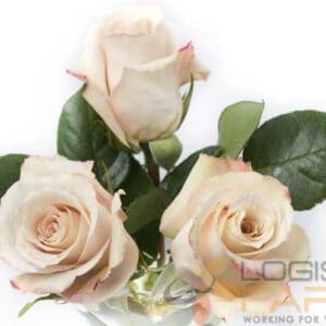 Quicksand Rose