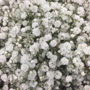 Baby's Breath New Love – Logistics Farms